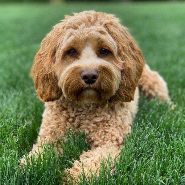 cavapoo in Omaha, Nebraska