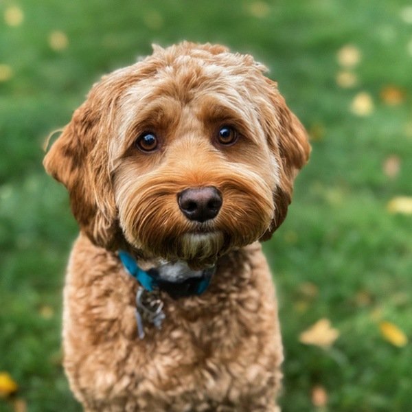 cavapoo in Portland, Oregon