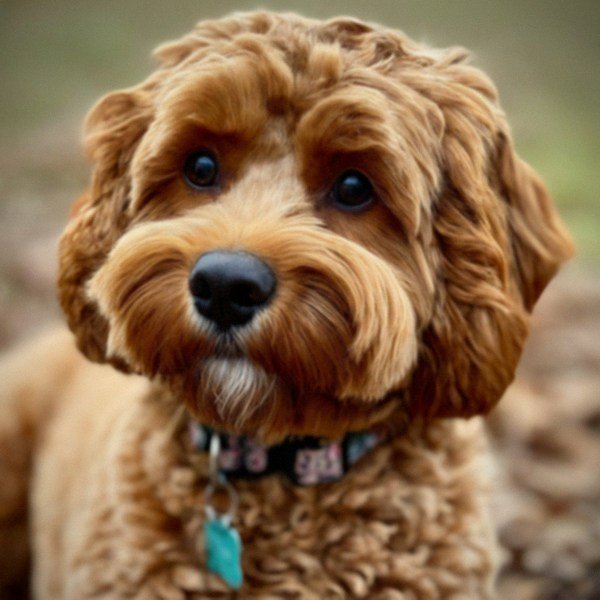 cavapoo in Raleigh, North Carolina