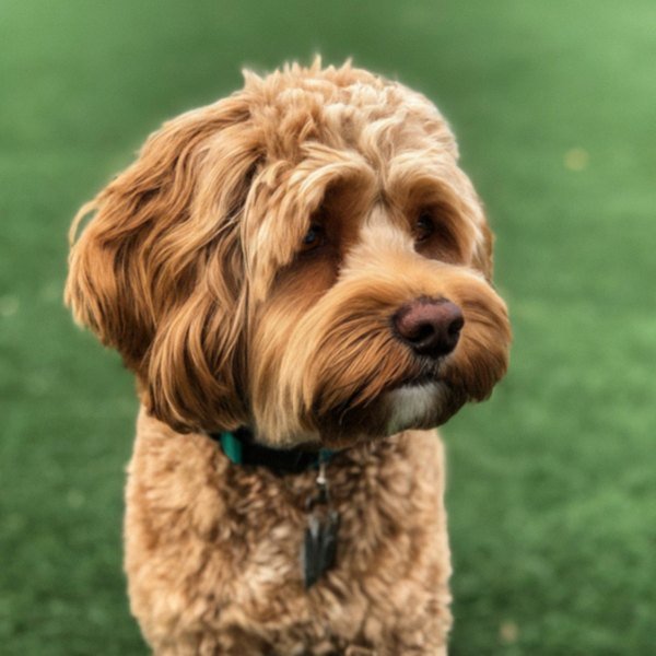 cavapoo in Reno, Nevada