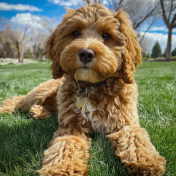 cavapoo in Salt Lake City, Utah