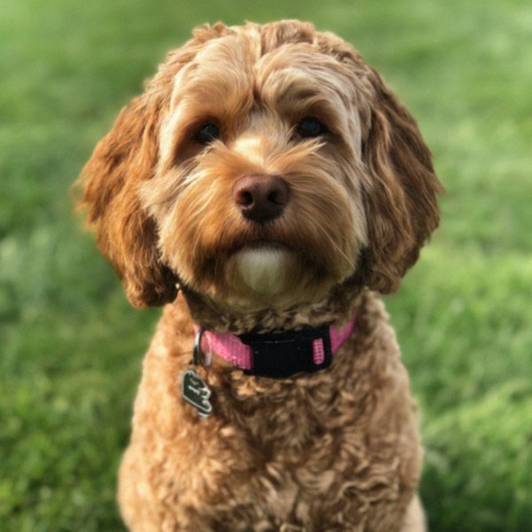 cavapoo in Toledo, Ohio