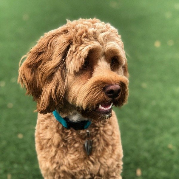 cavapoo in Tulsa, Oklahoma