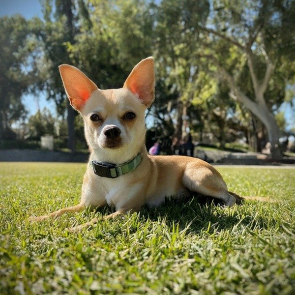 chihuahua in Anaheim, California