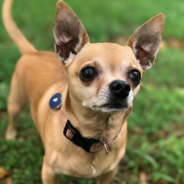 chihuahua in Atlanta, Georgia