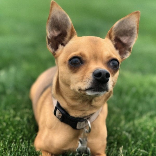 chihuahua in Aurora, Colorado