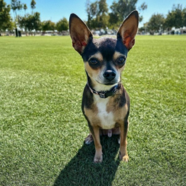 chihuahua in Bakersfield, California