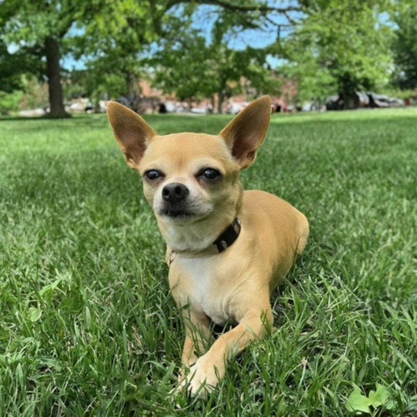 chihuahua in Baltimore, Maryland