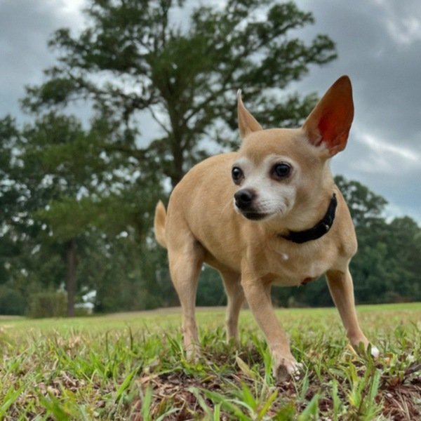 chihuahua in Baton Rouge, Louisiana