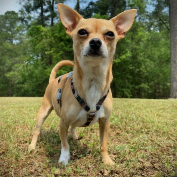 chihuahua in Birmingham, Alabama