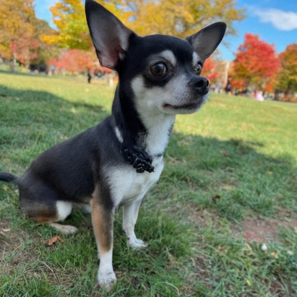 chihuahua in Boston, Massachusetts
