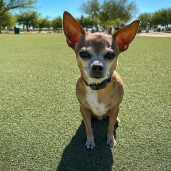 chihuahua in Chandler, Arizona