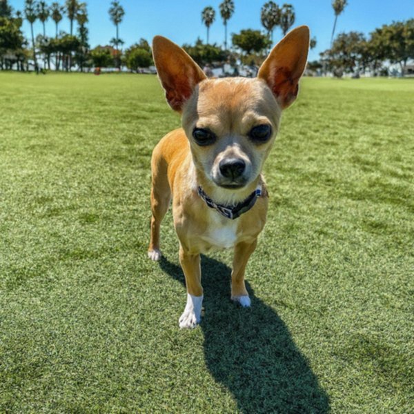 chihuahua in Chula Vista, California