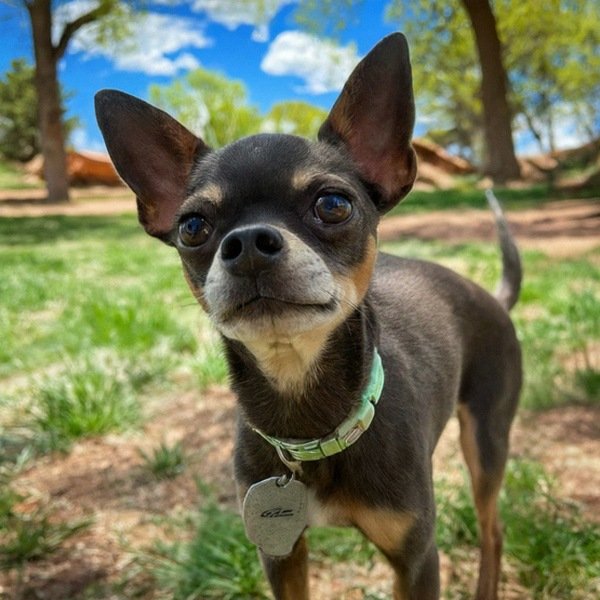 chihuahua in Colorado Springs, Colorado