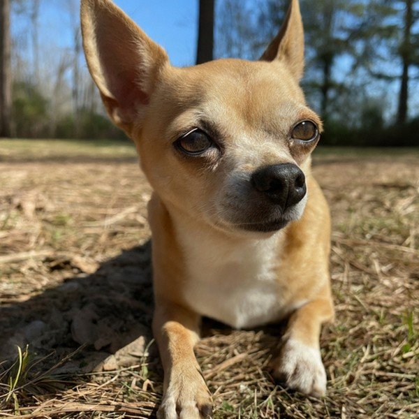 chihuahua in Columbus, Georgia