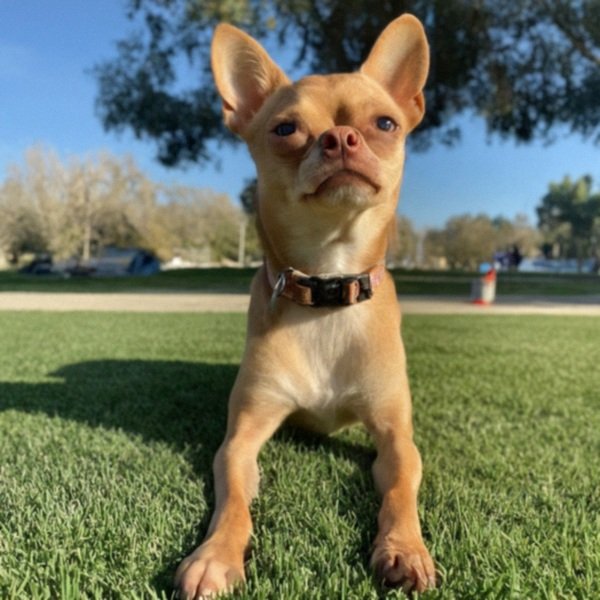chihuahua in Corona, California
