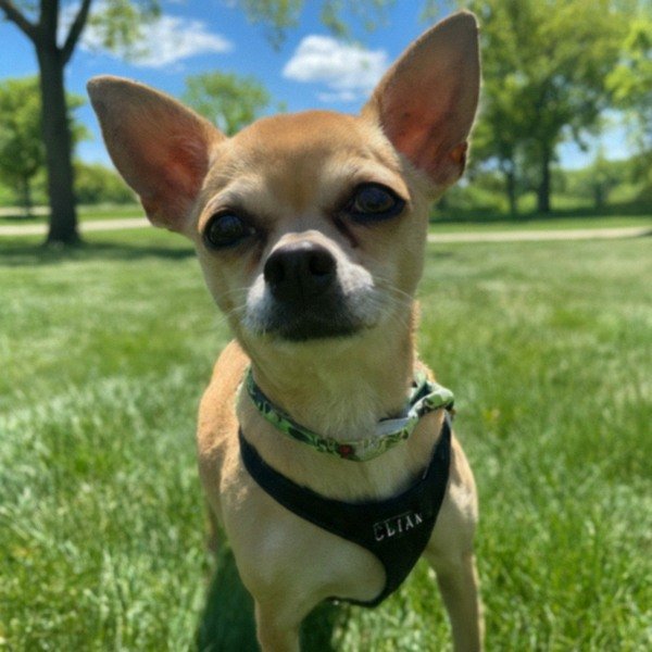 chihuahua in Des Moines, Iowa