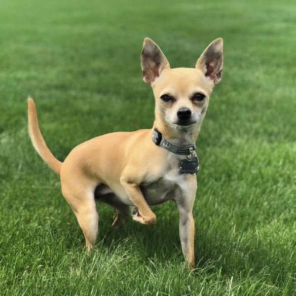 chihuahua in Detroit, Michigan