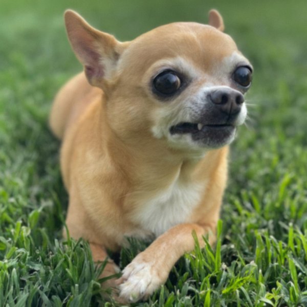 chihuahua in Escondido, California