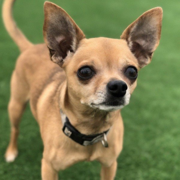 chihuahua in Fontana, California