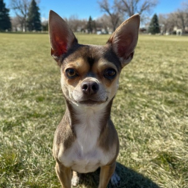 chihuahua in Fort Collins, Colorado
