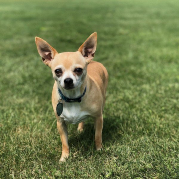 chihuahua in Fort Wayne, Indiana