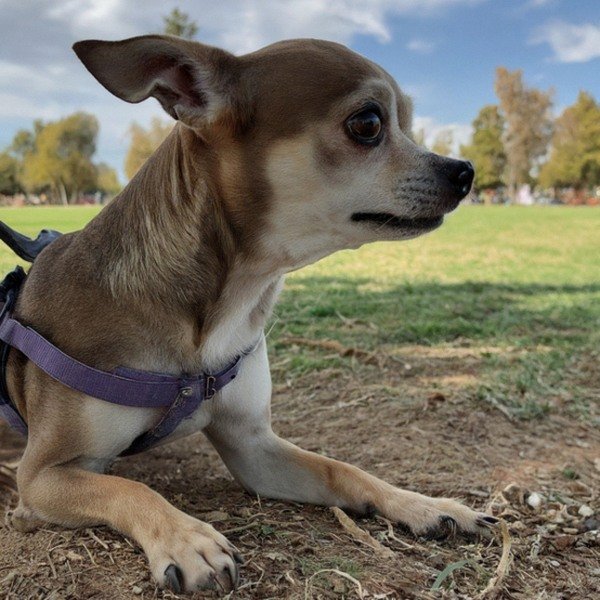 chihuahua in Fresno, California