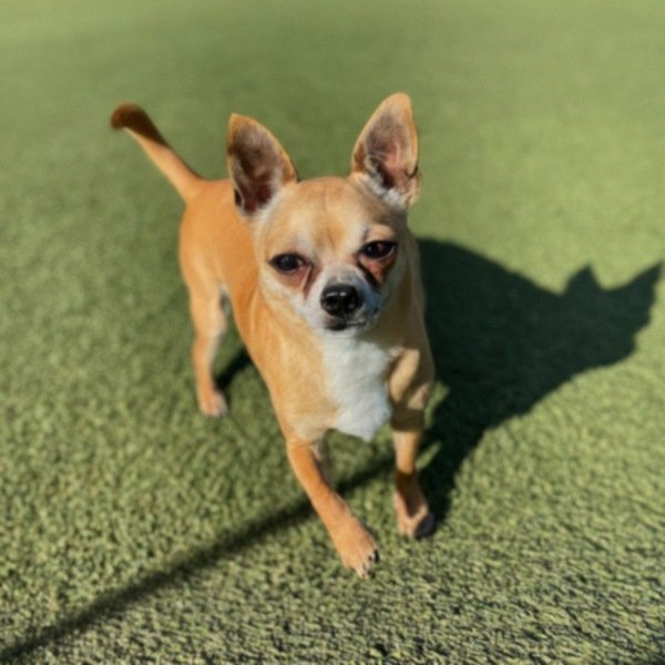chihuahua in Glendale, Arizona
