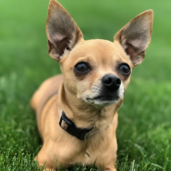 chihuahua in Grand Rapids, Michigan