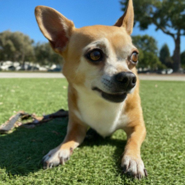 chihuahua in Hayward, California