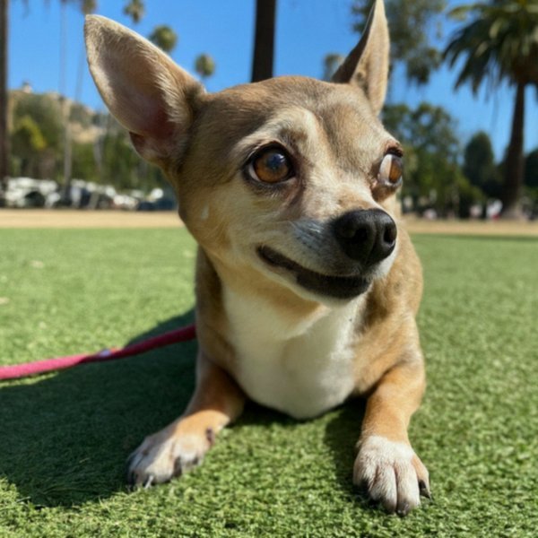 chihuahua in Hollywood, California