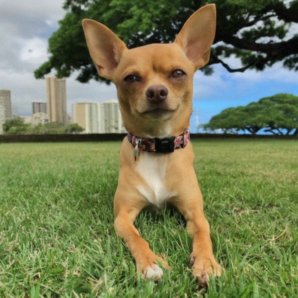 chihuahua in Honolulu, Hawaii