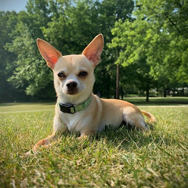 chihuahua in Indianapolis, Indiana