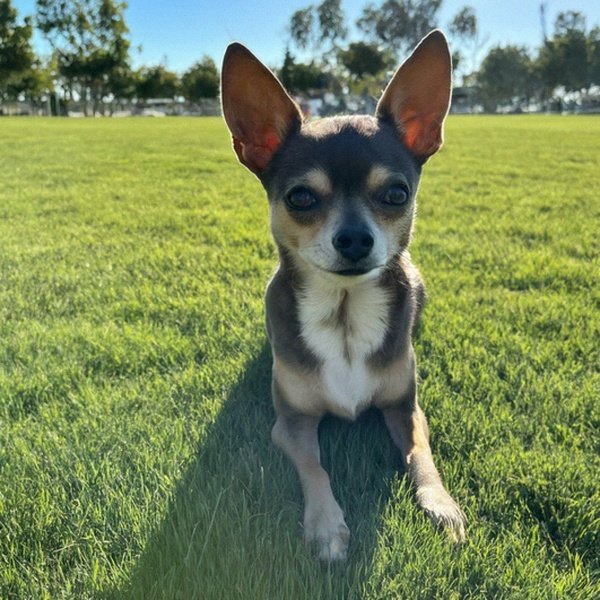 chihuahua in Irvine, California