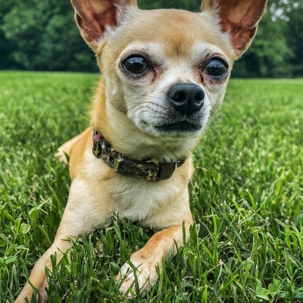 chihuahua in Lexington, Kentucky