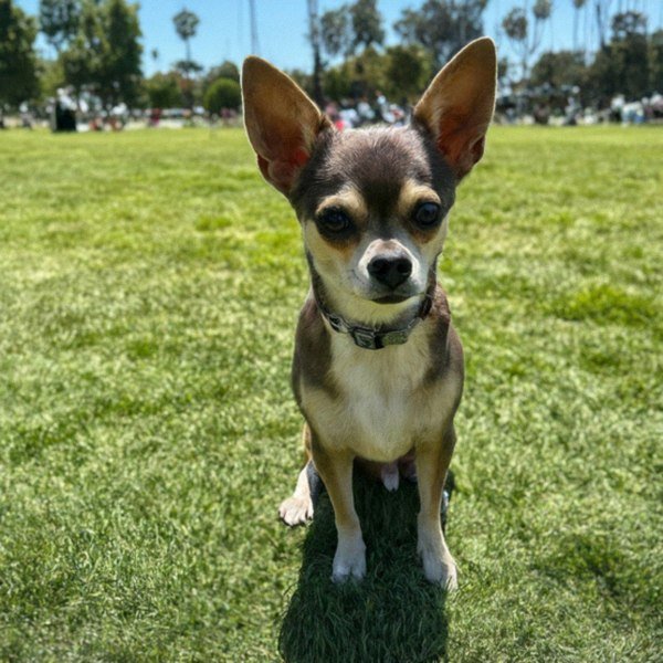 chihuahua in Los Angeles, California