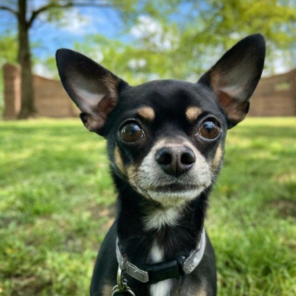 chihuahua in Louisville, Kentucky