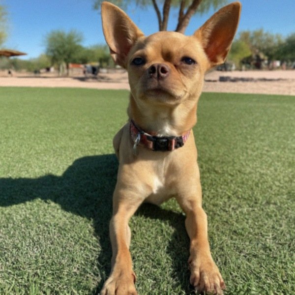 chihuahua in Mesa, Arizona
