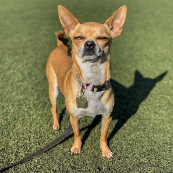 chihuahua in Modesto, California