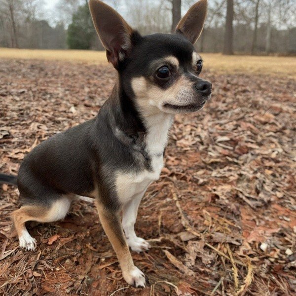 chihuahua in Montgomery, Alabama