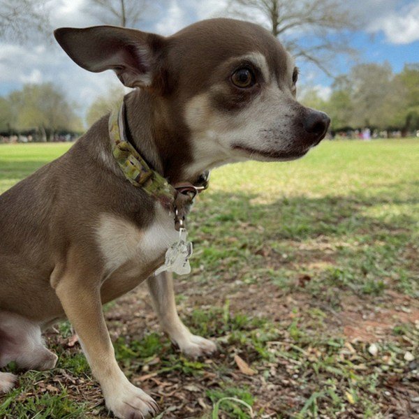 chihuahua in New Orleans, Louisiana