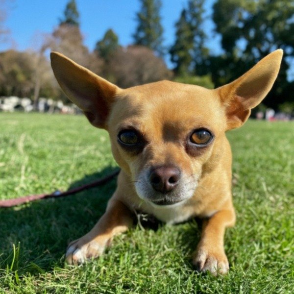 chihuahua in Oakland, California