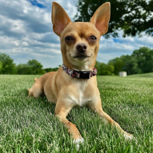 chihuahua in Overland Park, Kansas