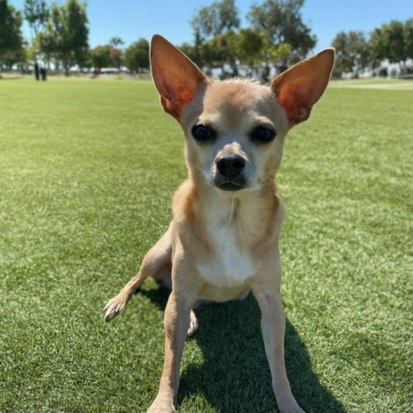chihuahua in Palmdale, California