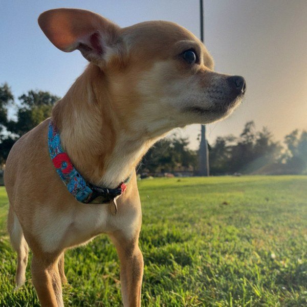 chihuahua in Pasadena, California