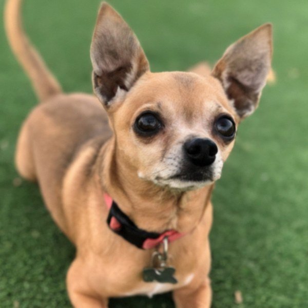 chihuahua in Phoenix, Arizona