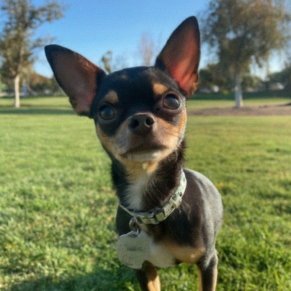 chihuahua in Pomona, California