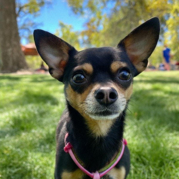 chihuahua in Sacramento, California