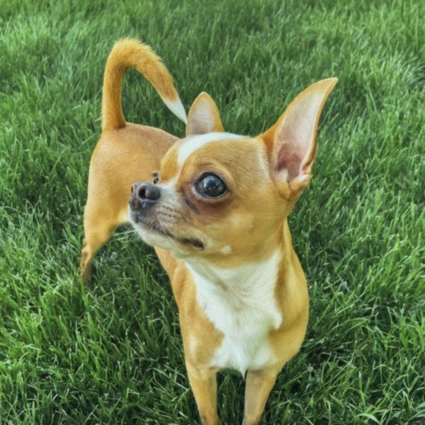 chihuahua in Saint Paul, Minnesota