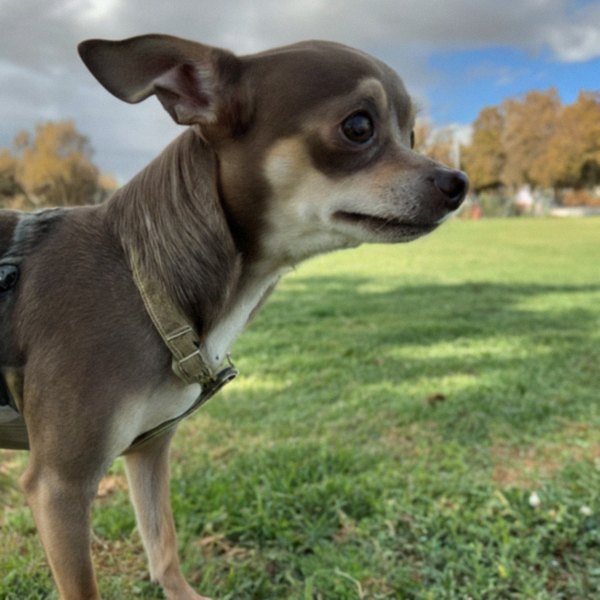 chihuahua in Salinas, California